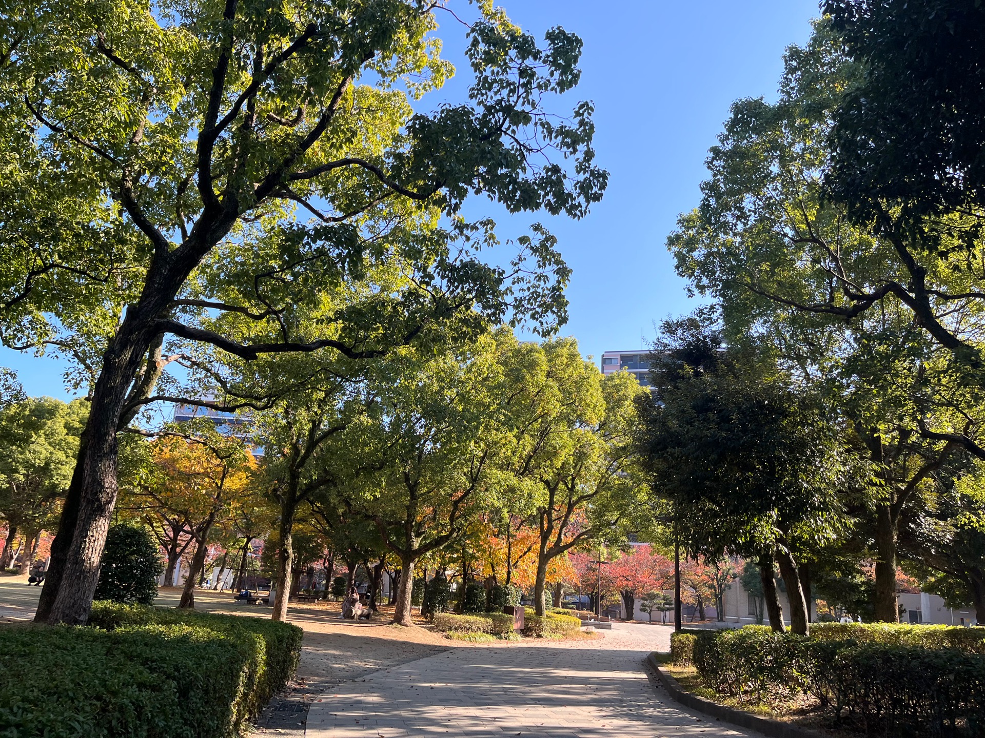 天神中央公園