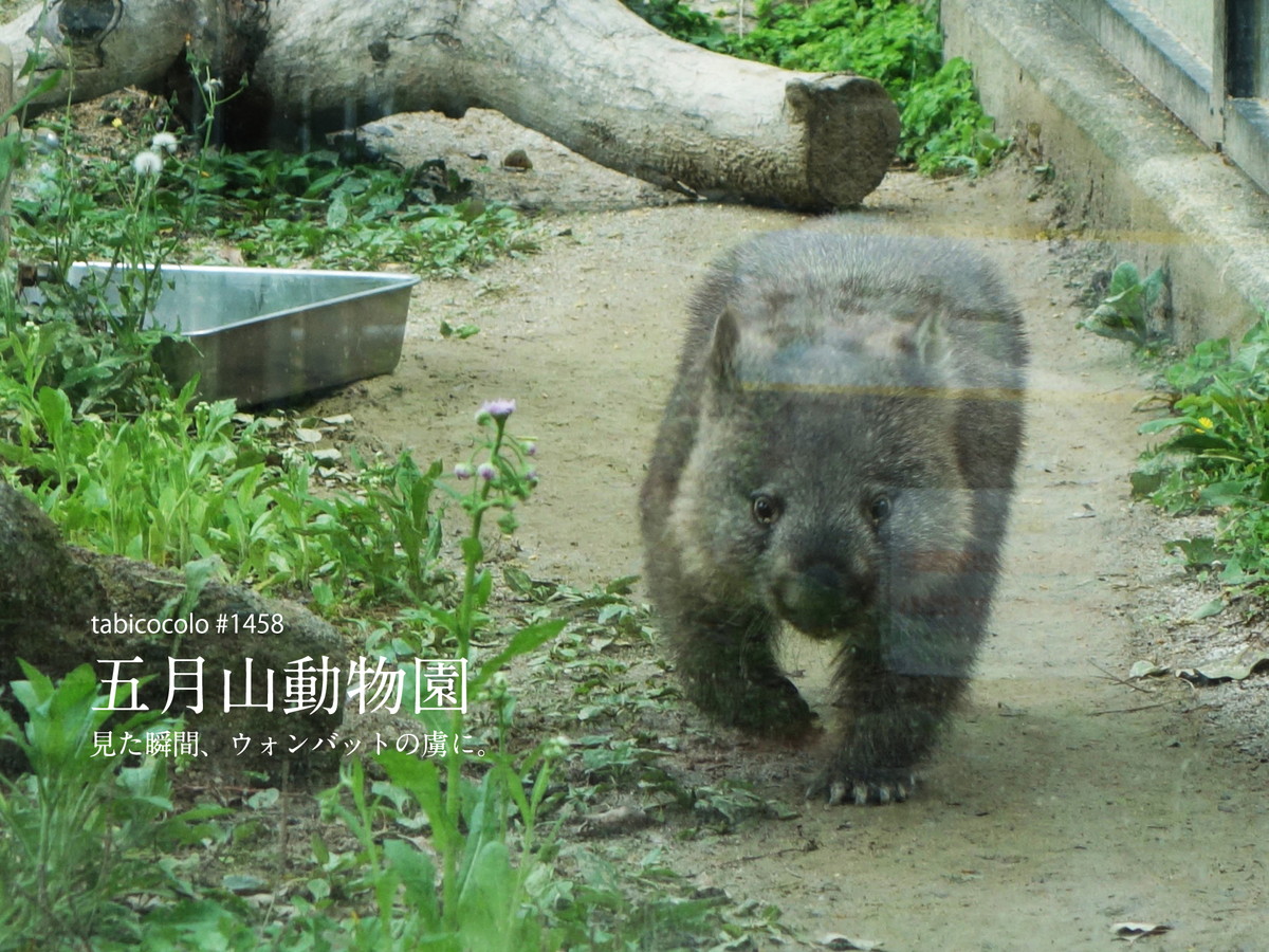 五月山動物園