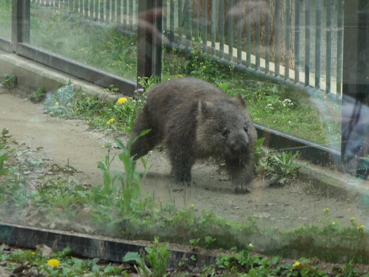 五月山動物園