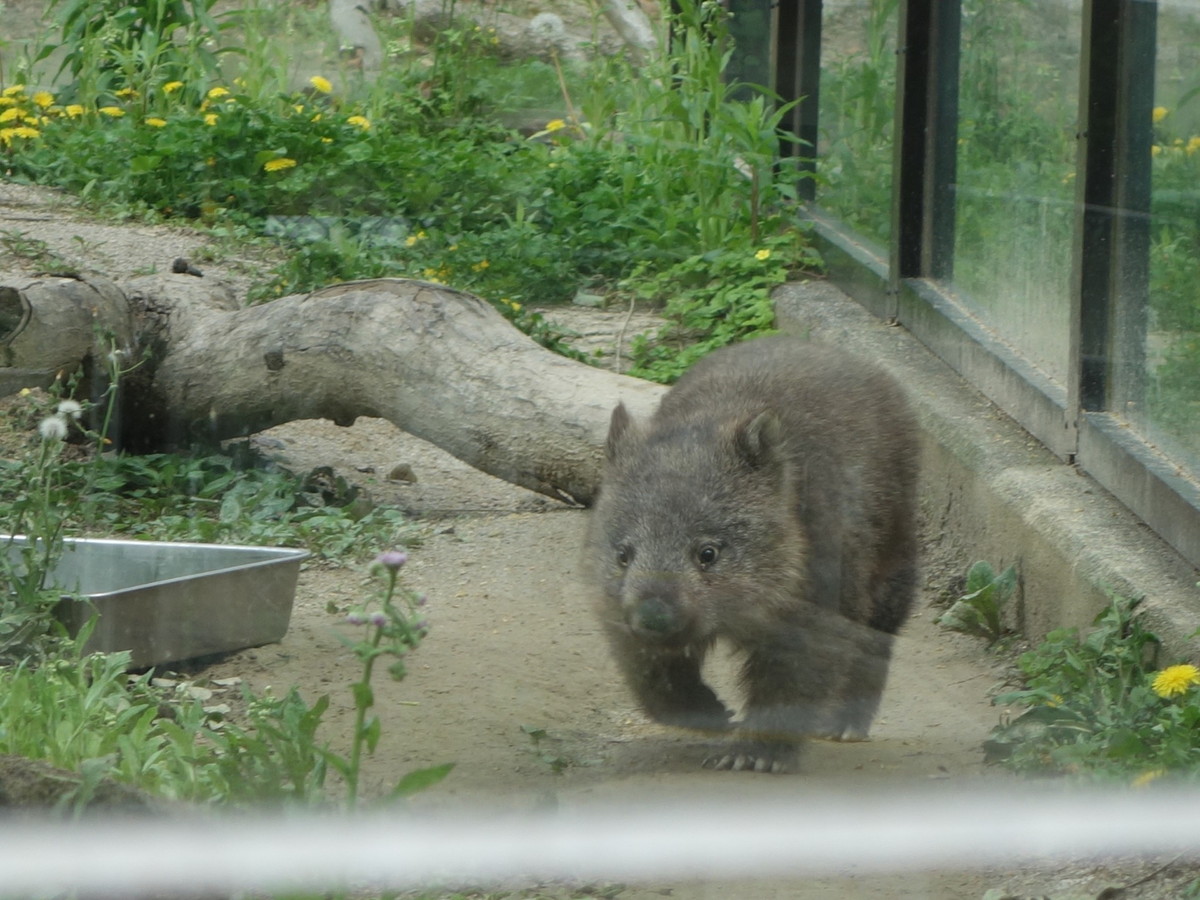 五月山公園