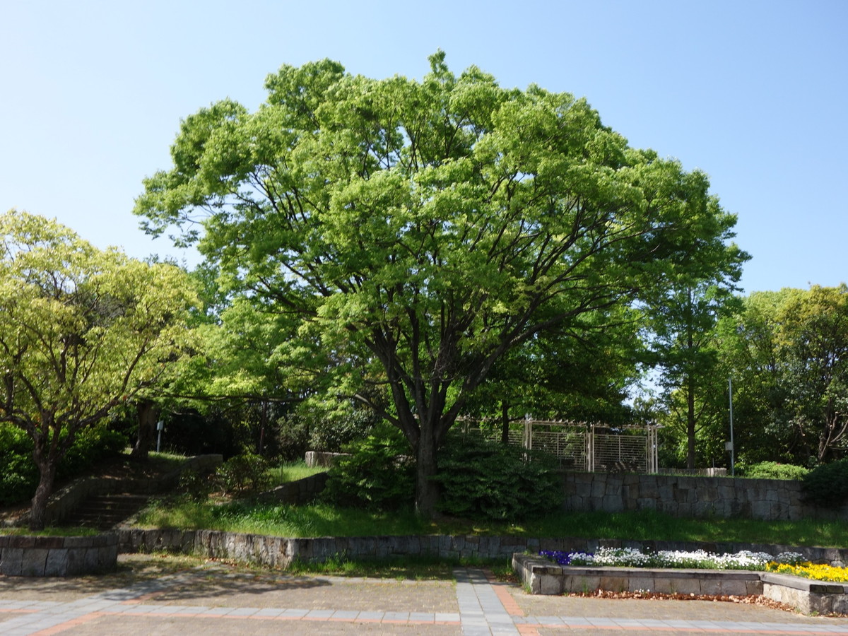 岸和田市中央公園