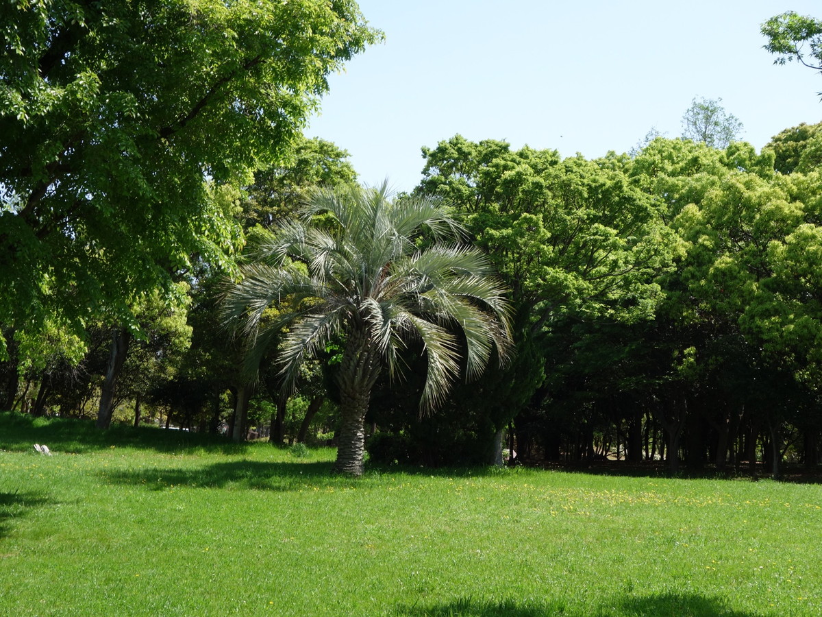 岸和田市中央公園