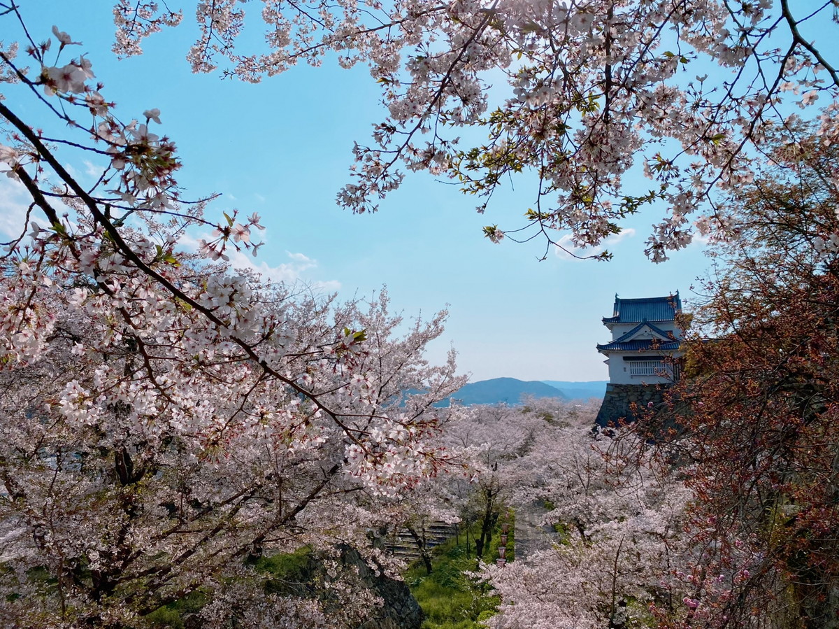 津山城跡(鶴山公園)