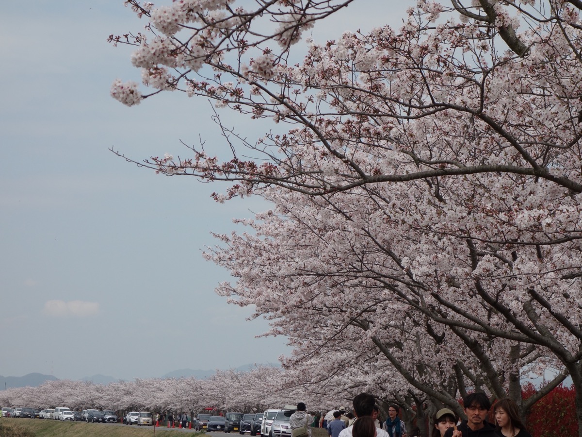 おの桜づつみ回廊