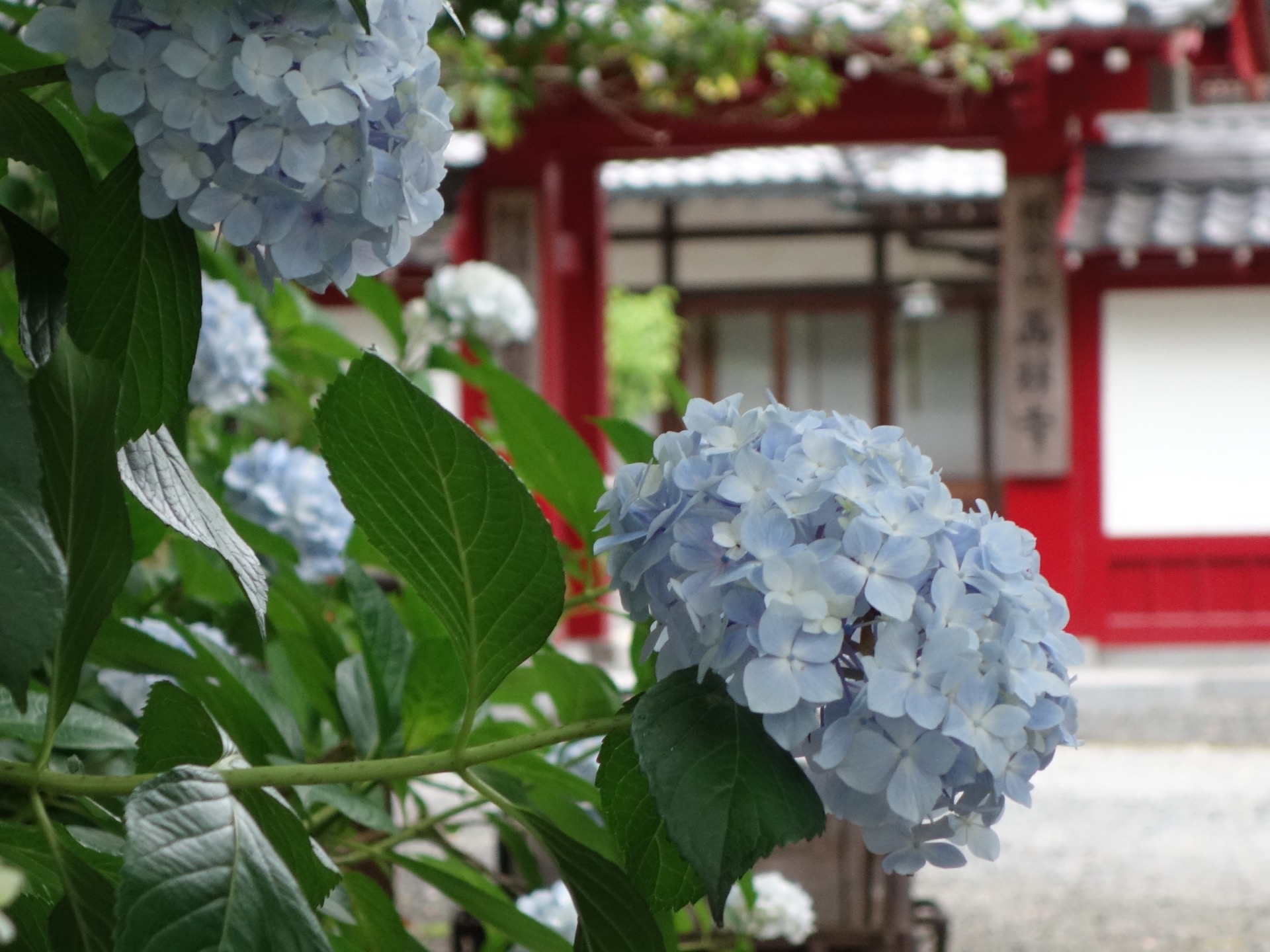 都麻乃郷あじさい園