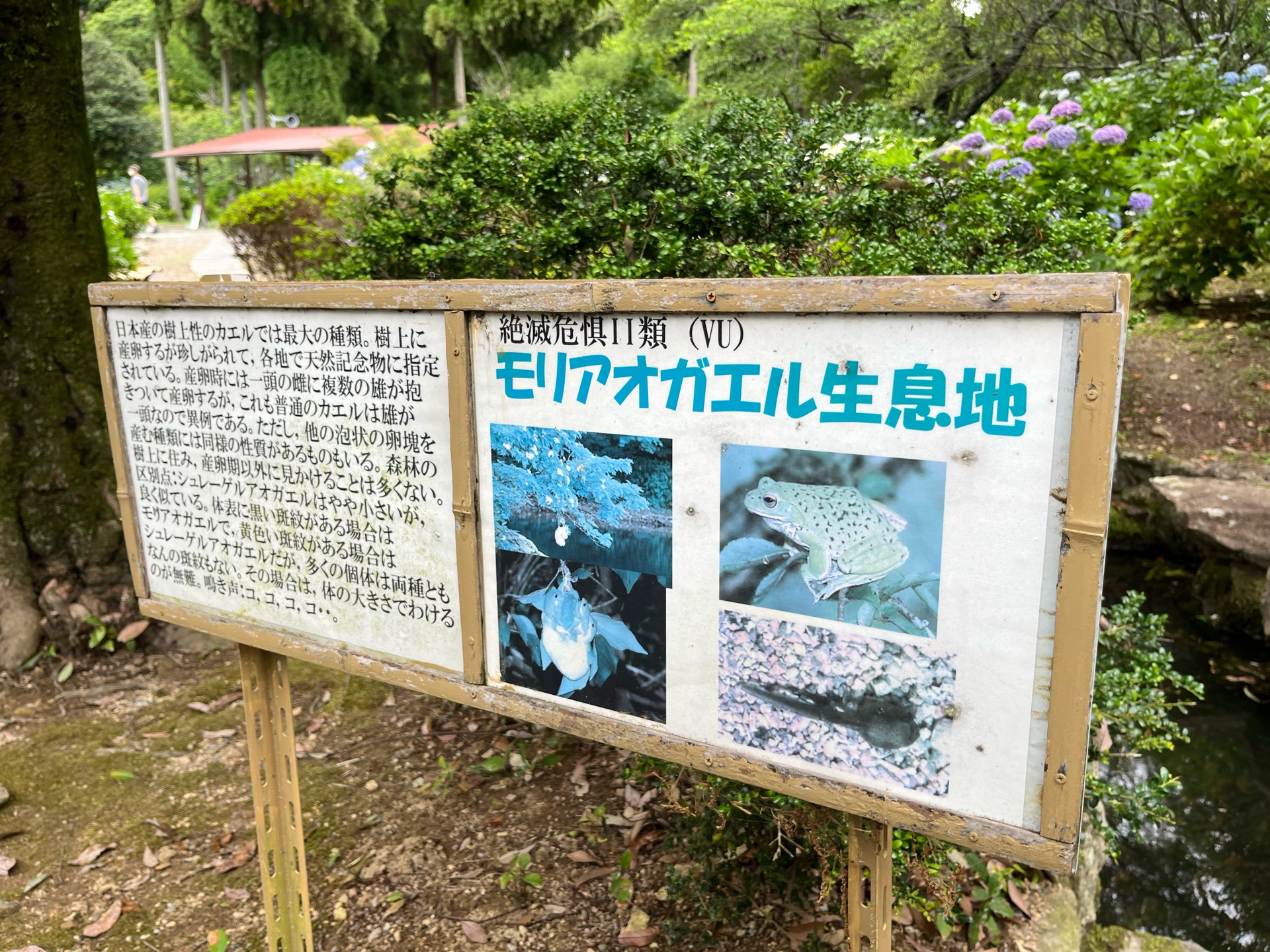 都麻乃郷あじさい園