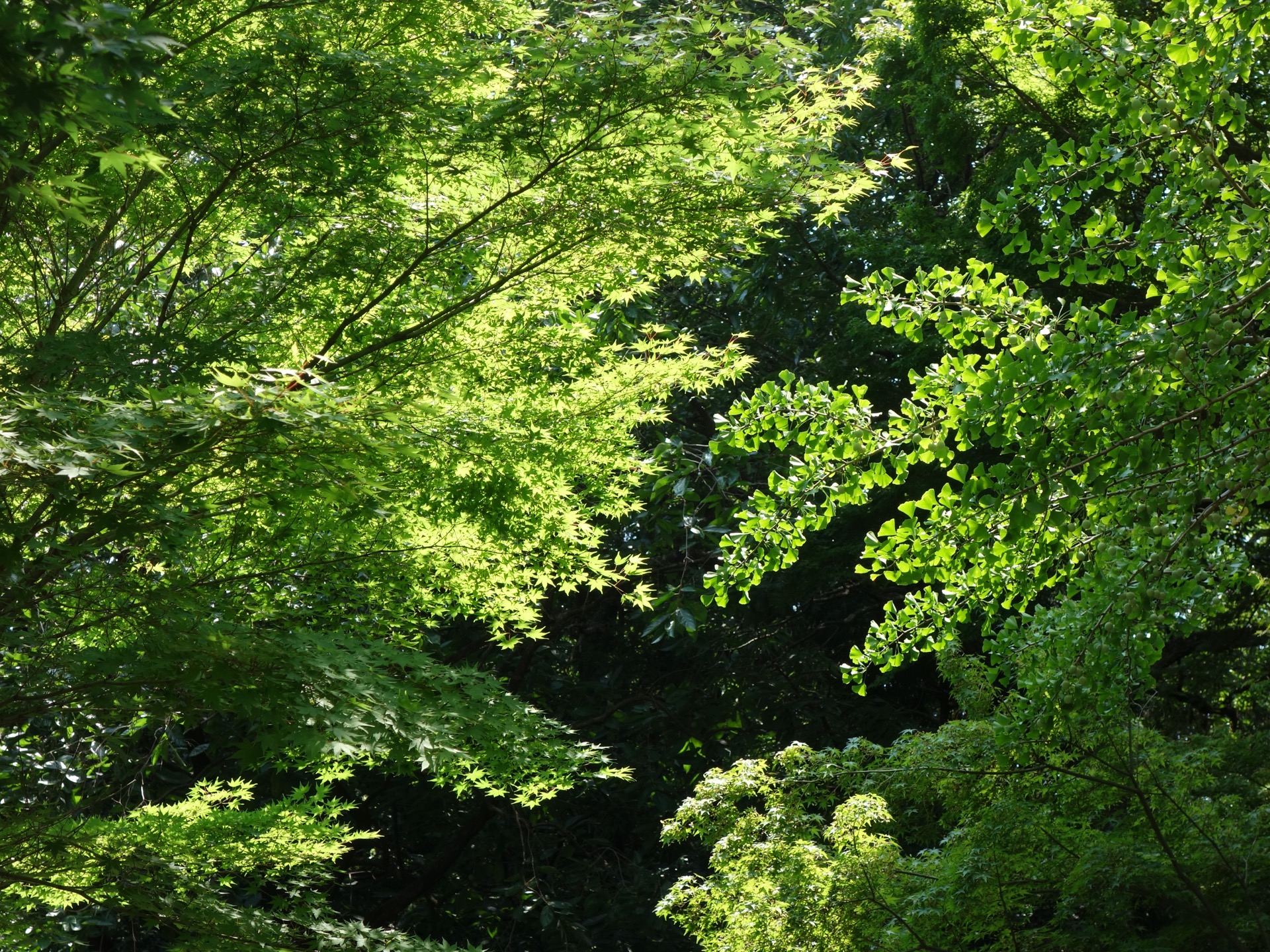 鷲林寺