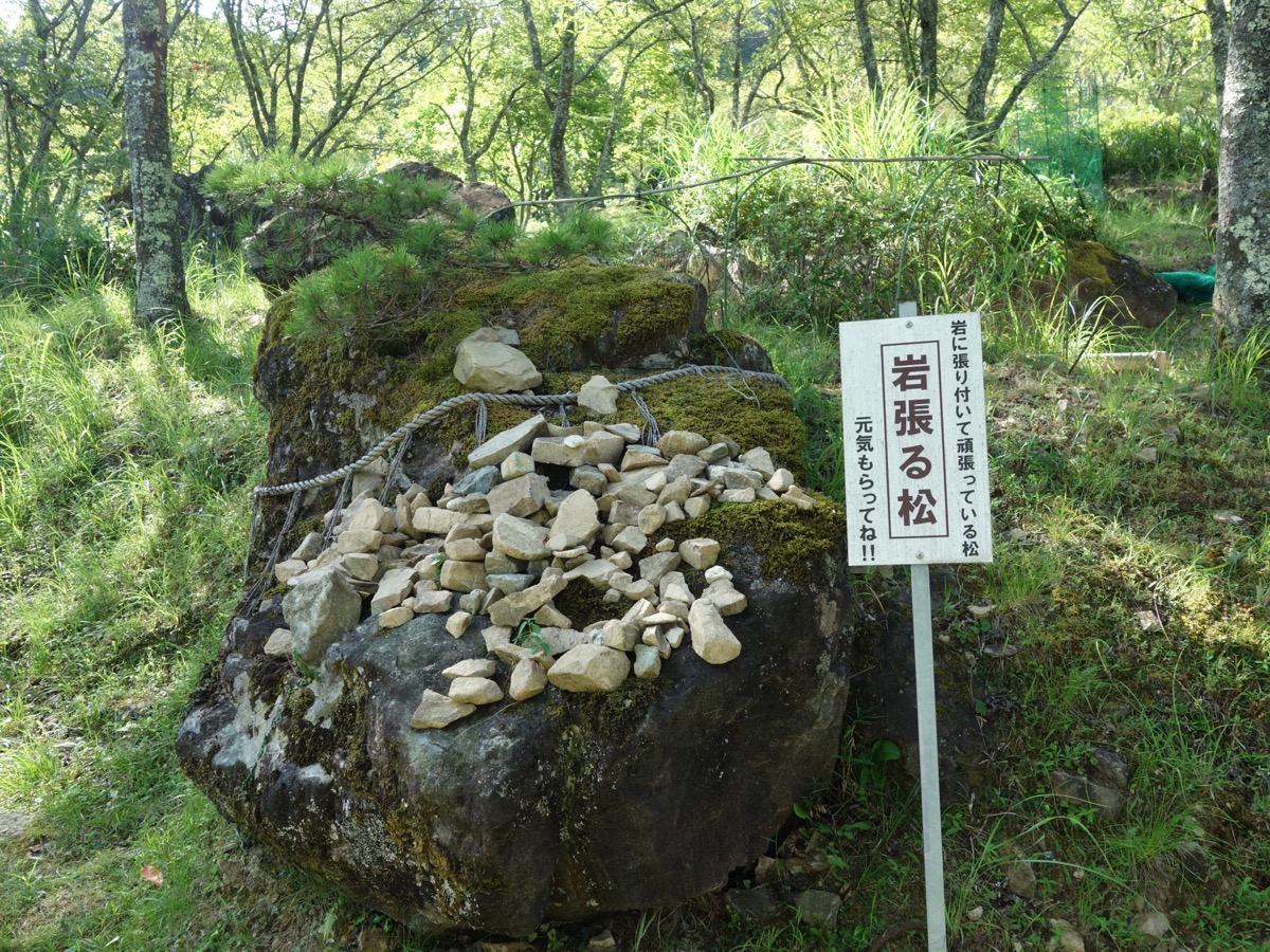 立雲峡