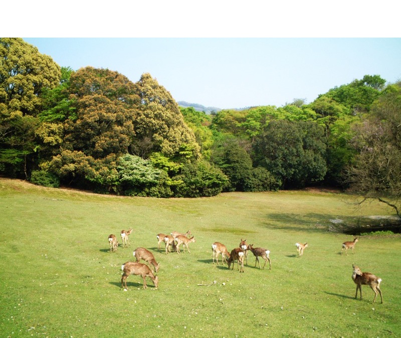 飛火野・桐畑