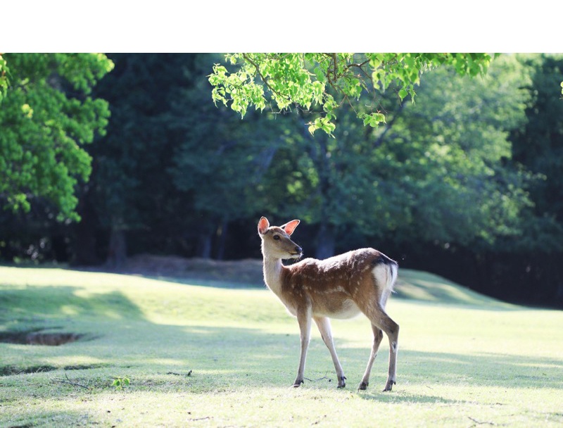 奈良公園