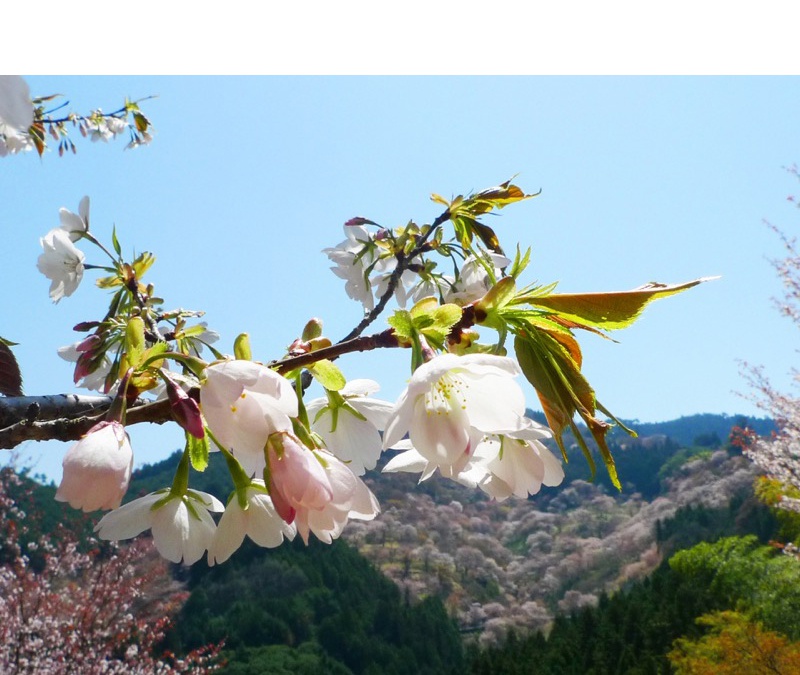 吉野山の山桜