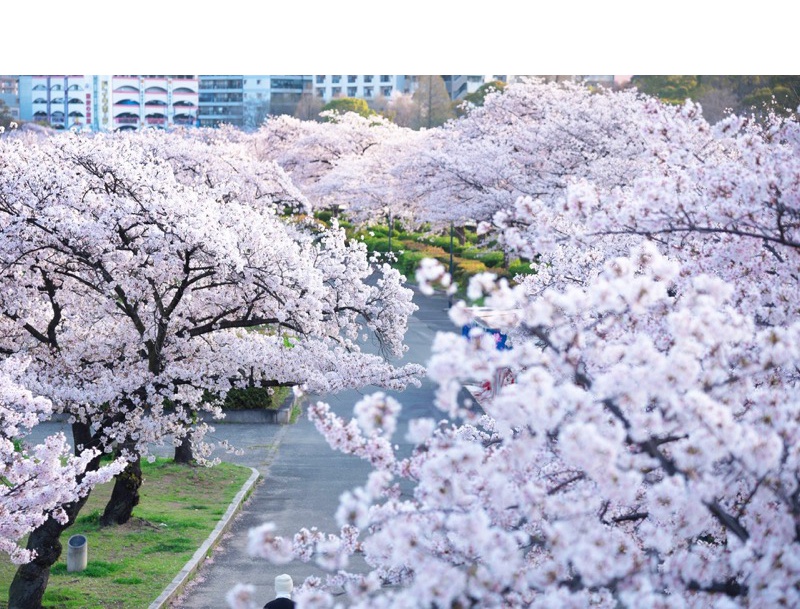 毛馬桜之宮公園