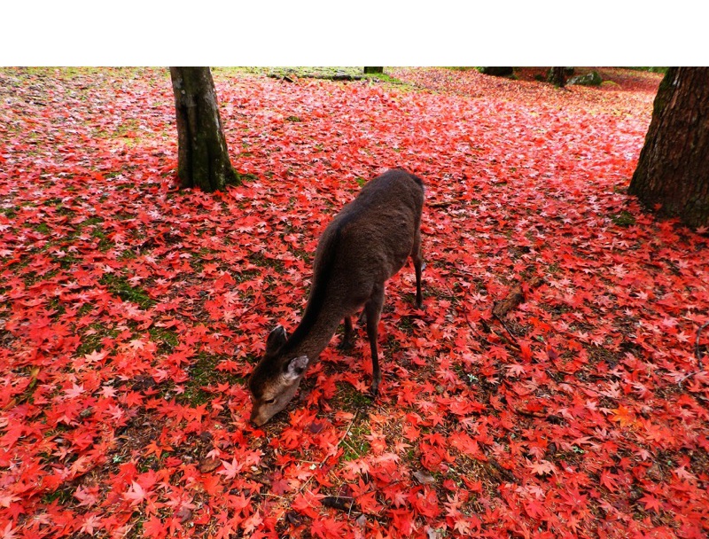 紅葉谷公園