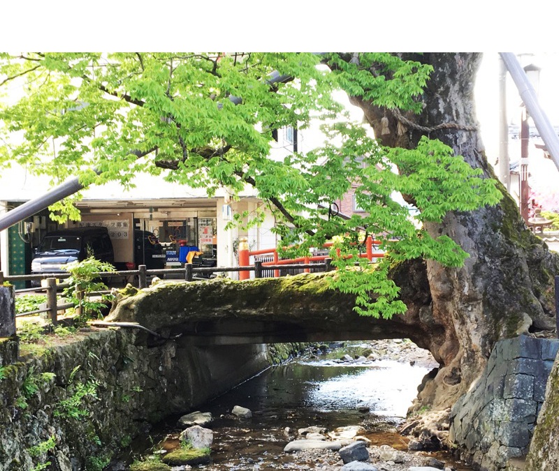 木の根橋