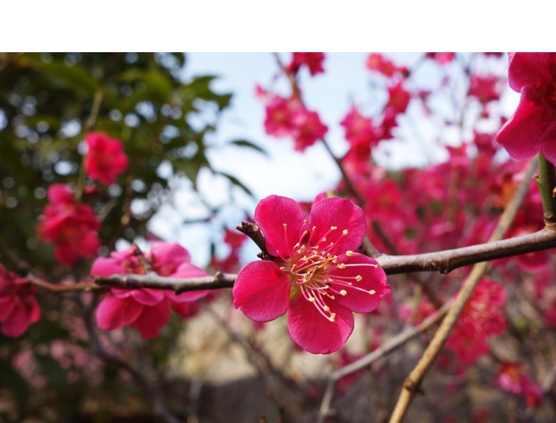 岡本梅林公園