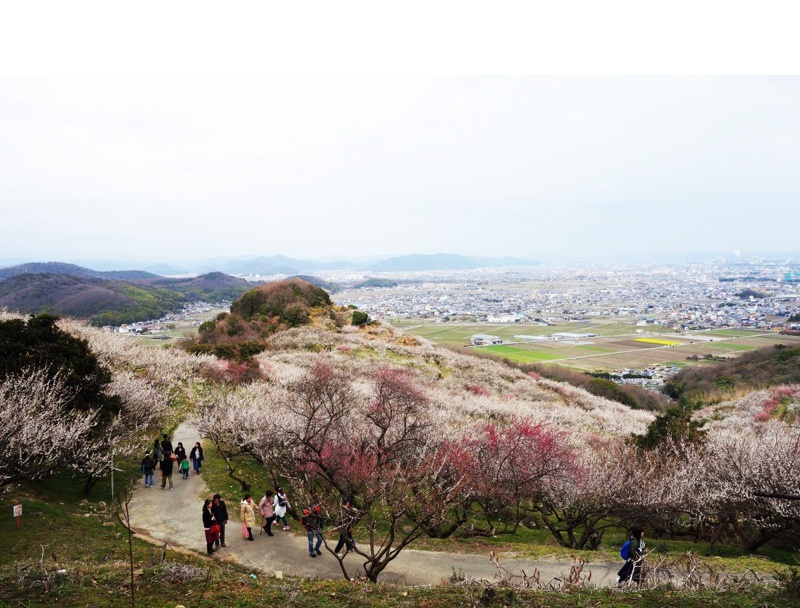 綾部山梅林