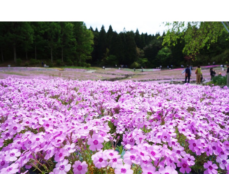 花のじゅうたん