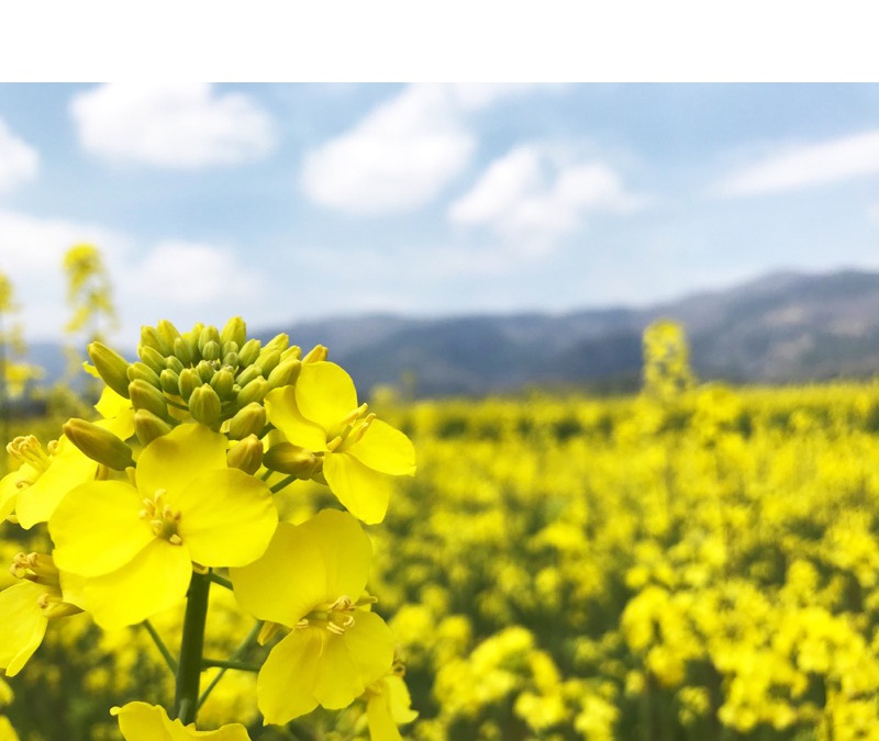 奈義町菜の花祭り