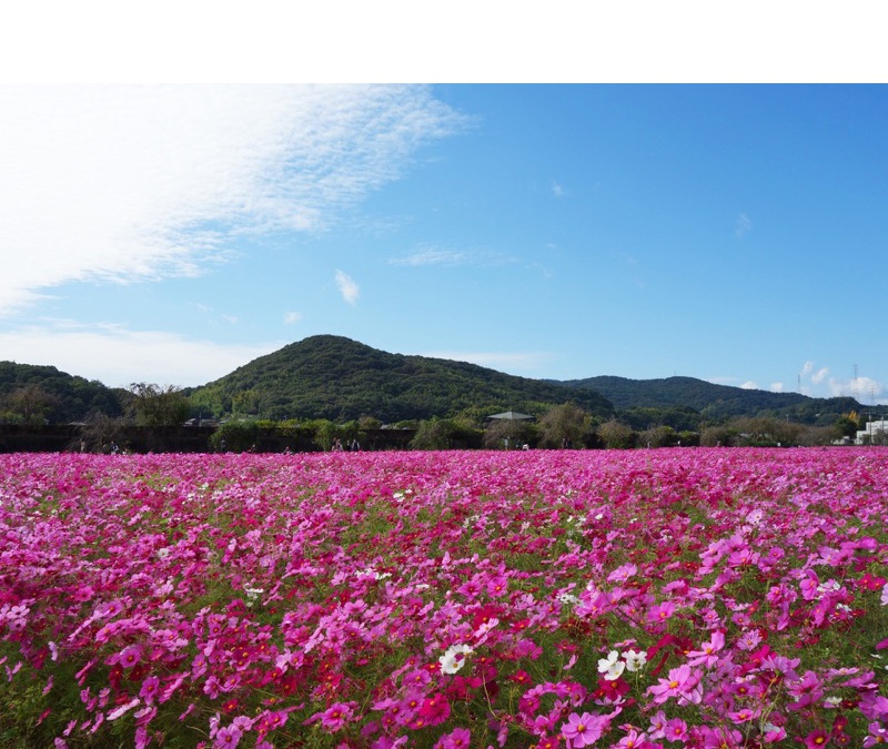 志方東コスモスまつり