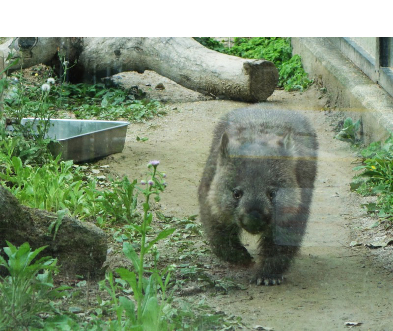 五月山動物園