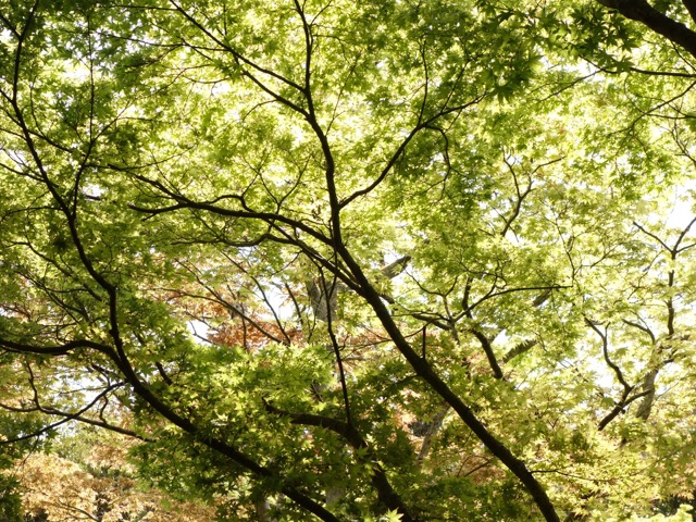 瑞宝寺公園