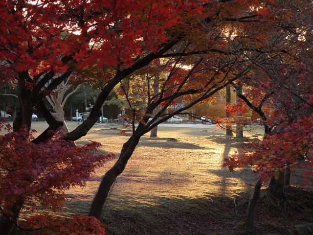 奈良公園