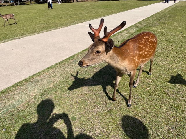 奈良公園