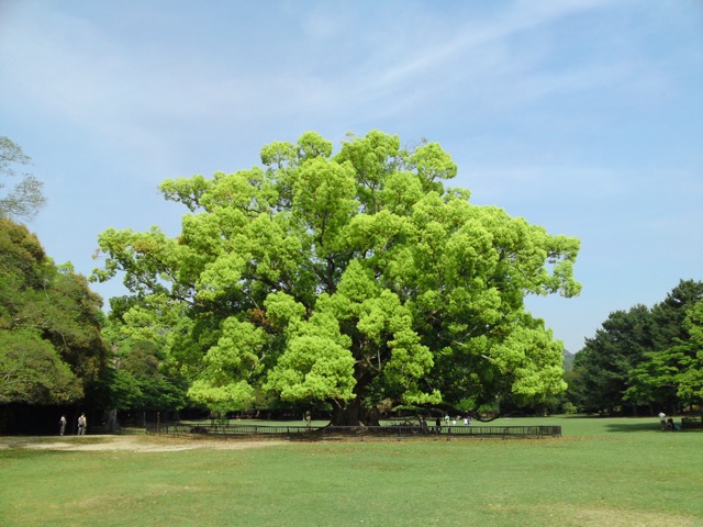 奈良公園