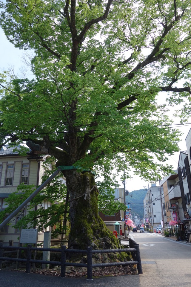 木の根橋
