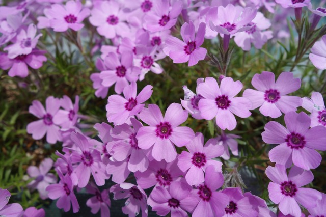 花のじゅうたん