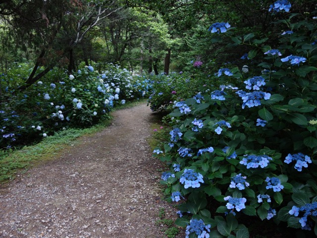 相野あじさい園