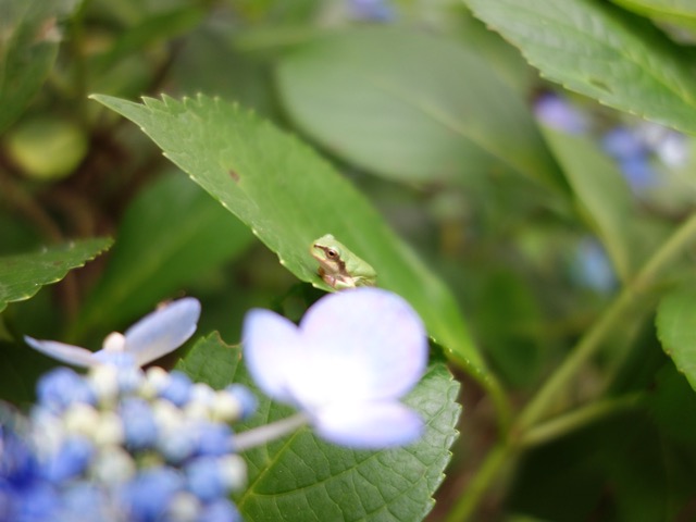 相野あじさい園