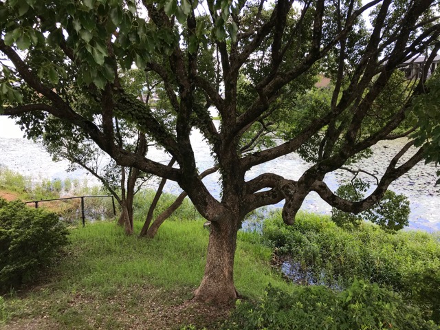 菖蒲池