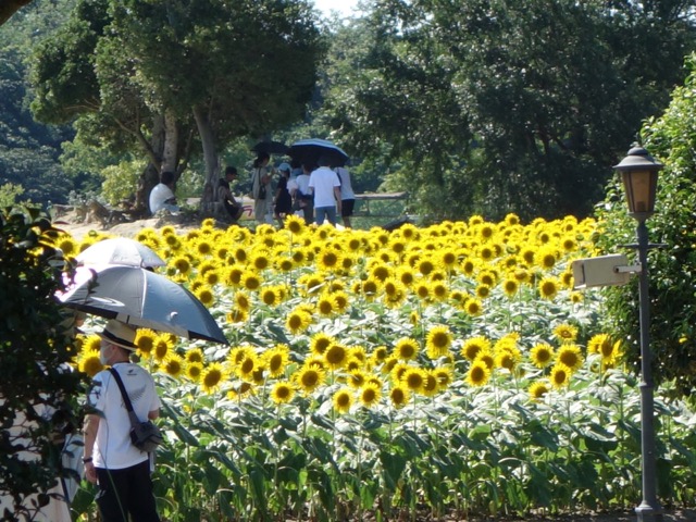 葛井寺