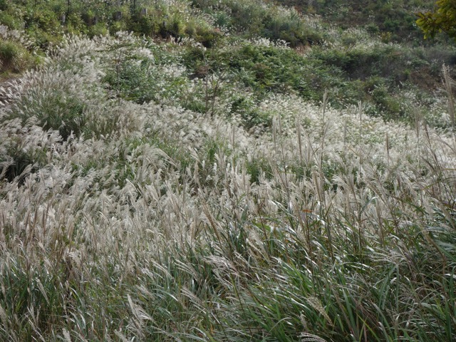 砥峰高原