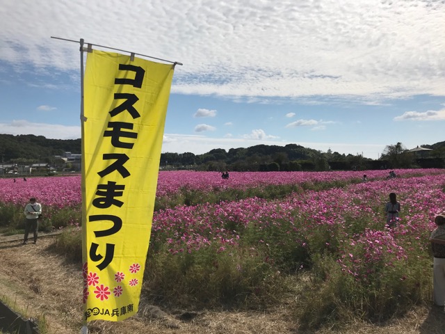 志方東コスモスまつり