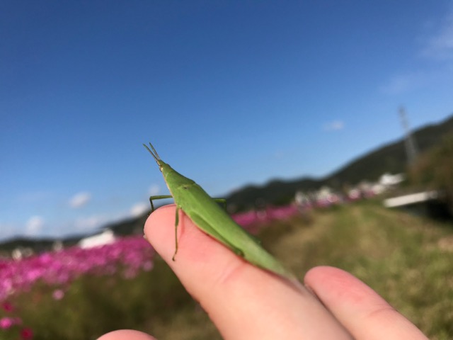 志方東コスモスまつり