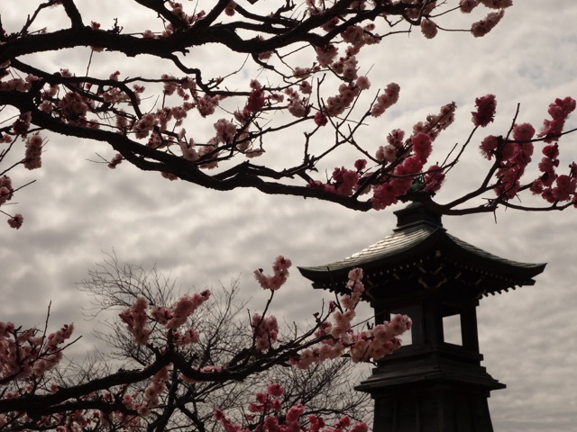 中山寺梅林