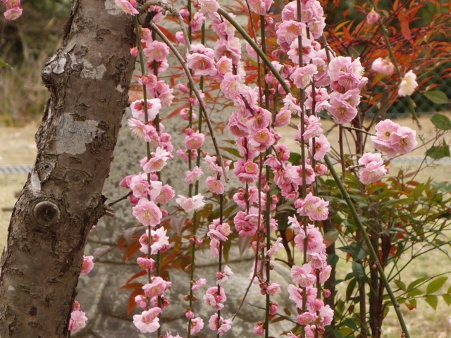 中山寺梅林