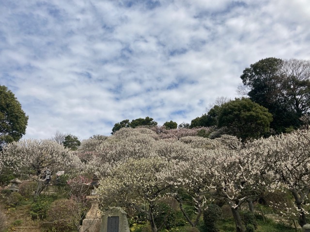 中山寺梅林
