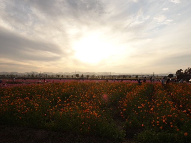 ひまわりの丘公園