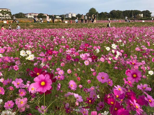 ひまわりの丘公園