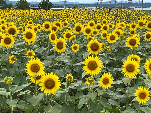 ひまわりの丘公園