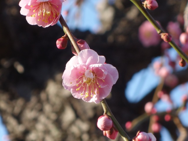 甲東梅林