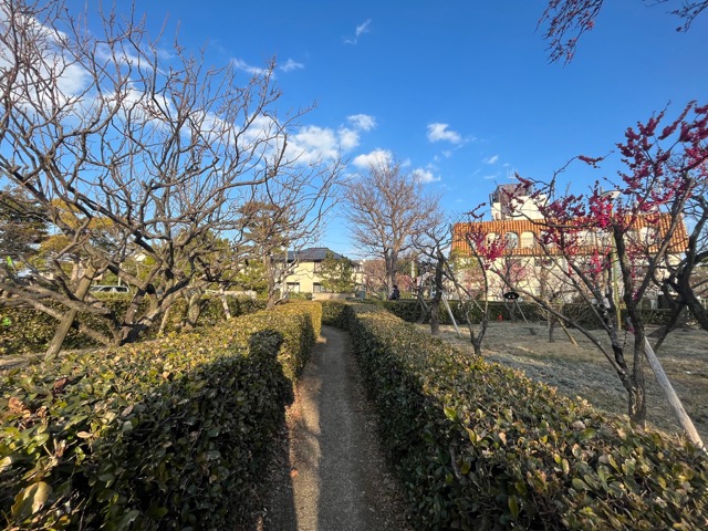 甲東梅林