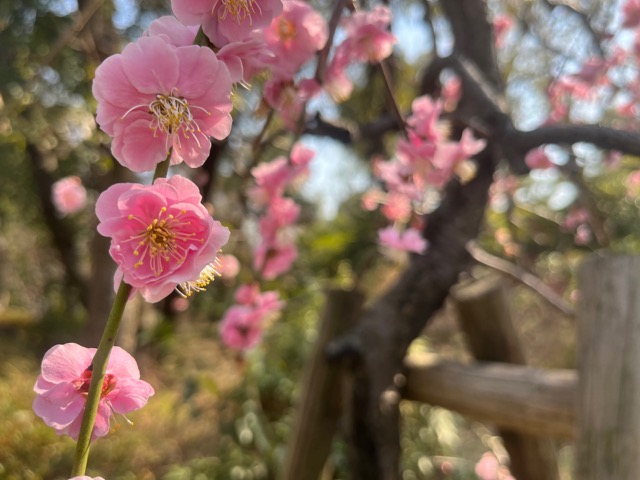 生國魂神社
