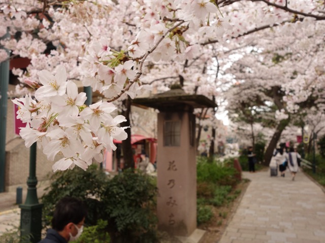 花のみち
