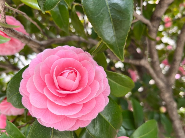 花のみち