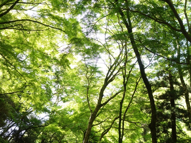 箕面の滝
