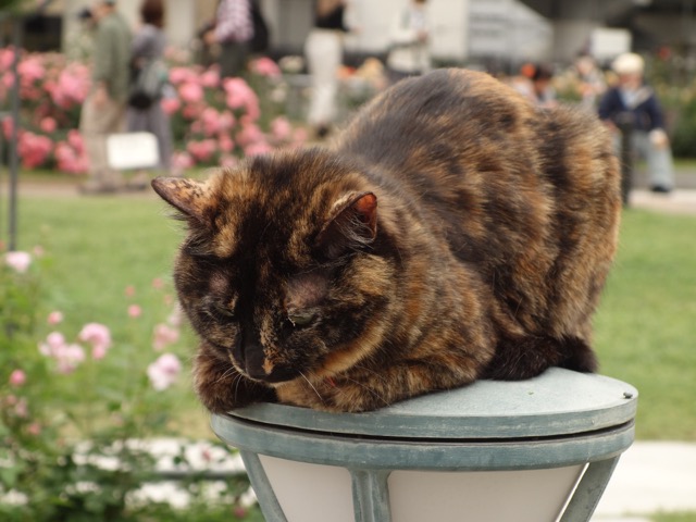 中之島バラ園